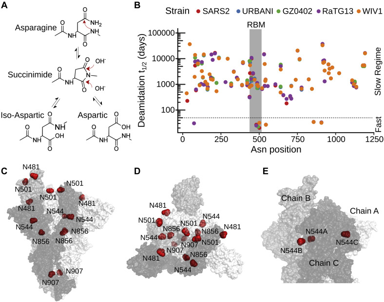 Deamidation drives molecular aging of the SARS-CoV-2 spike protein receptor-binding motif.
Leé el artículo en nuestra web:
nanobiotec.conicet.gov.ar/deamidation-dr…
o
Journal of Biological Chemistry:
doi.org/10.1016/j.jbc.…
