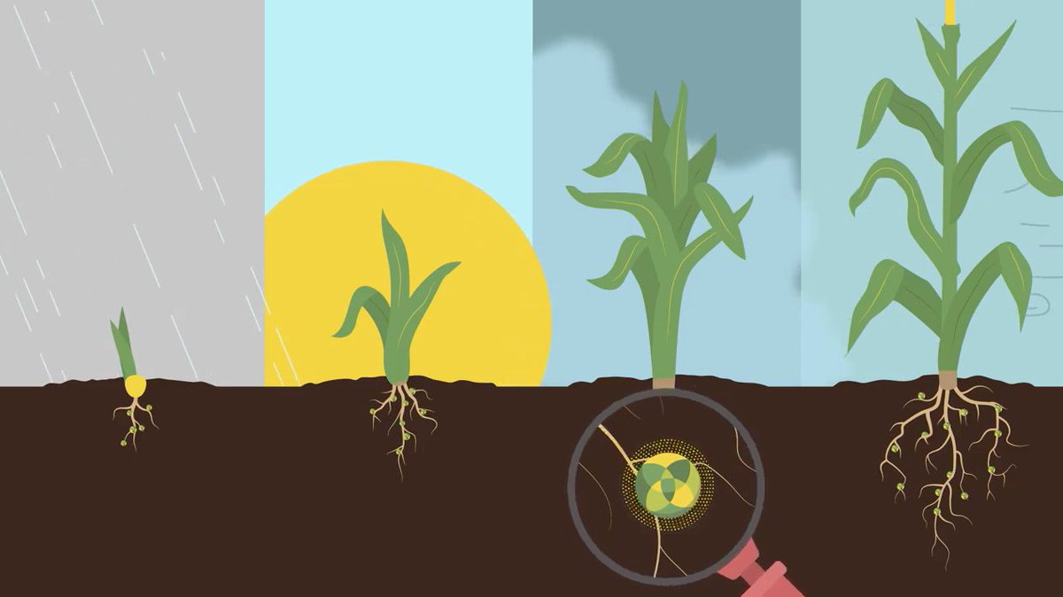 Typical elemental sulfur is upwards of 600 microns, while in Smart Nutrition™ MAP+MST® it’s only 15 microns. See how it works: bit.ly/3gTpc9C
