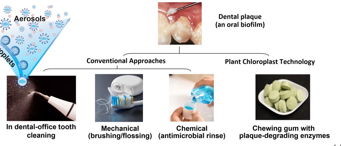 Turning To Plants To Create Chewing Gum That Reduces Visits To Dentist bit.ly/3DXBqrF