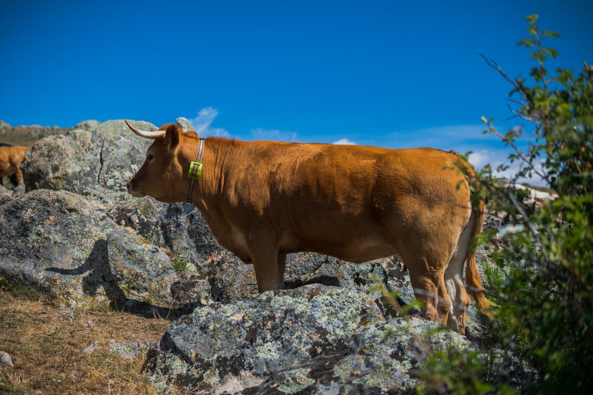 Digitanimal's tweet photo. BOVINO 🐂 Primeros días de septiembre por Ávila ✅
➡️ https://t.co/Not8mm5V32
📤 info@digitanimal.com
📞 914 126 657
#CollaresGPS #GPS #Extensivo #Pasto #Bienestaranimal #ganado #ganaderia #vacas #cabras #ovejas #caballos #agtech #conectividad https://t.co/WuwT88M8tC