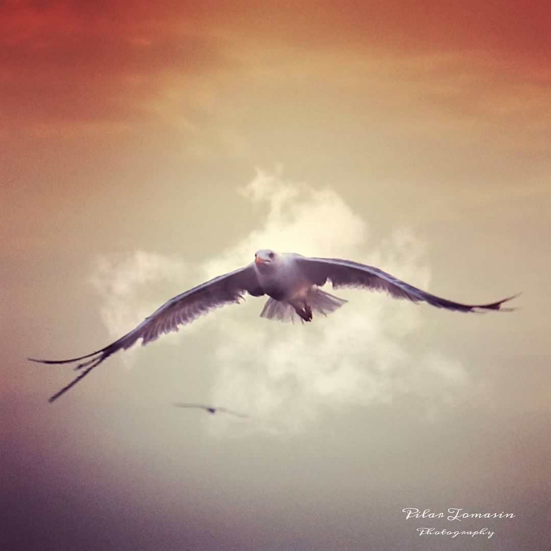El verano ha pasado volando...
📸 @pilartomasin
#vision_natura #pasion_natura #total_birds #ok_birds #asi_es_fauna