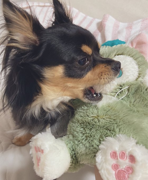 今日のチワちゃま 