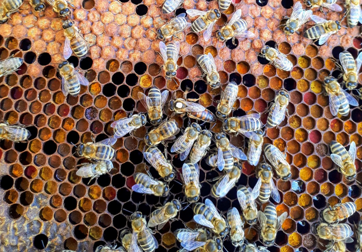 Image of bees covering honeycomb. 