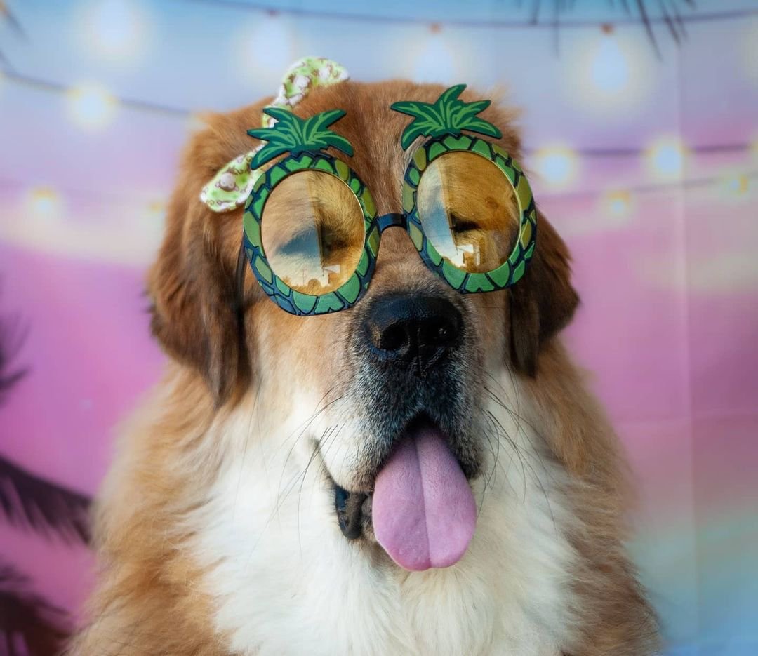 Staypineapple's tweet photo. This #tongueouttuesday is brought to you by 3-day weekends and @headoverharper. 🍍🐶👅
-
-
-
#Staypineapple #boutiquehotel #TOT #dogfriendlyhotel #PineapplePup #dogobsessed #petfriendly #dogfriendly #uniquehotels #outoftheordinary https://t.co/bQBl9DORXr