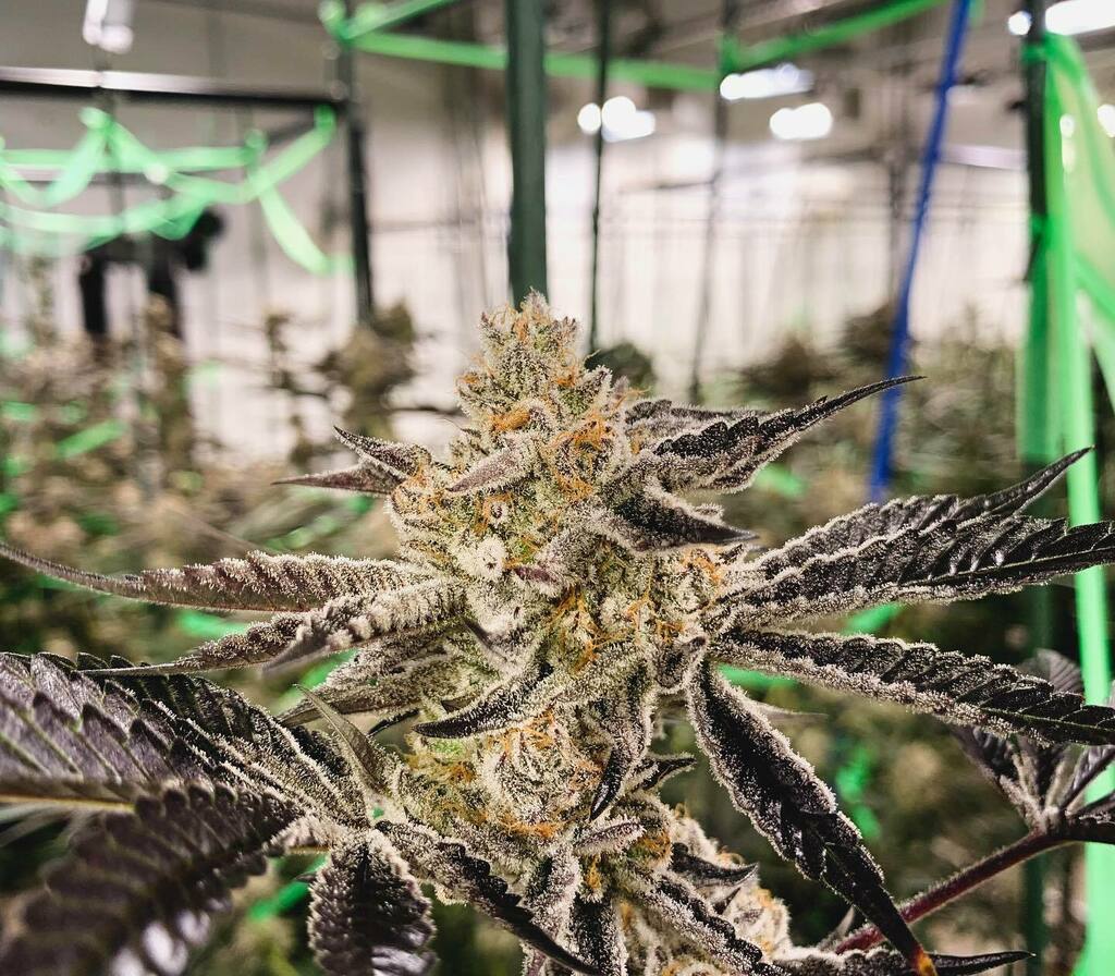 MagicCityDenver's tweet photo. Platinum Cake
#makingmagic #magiccity #denver #colorado #tuesdaymorning #platinumog #weddingcake #indica https://t.co/rWbzfNRk4X