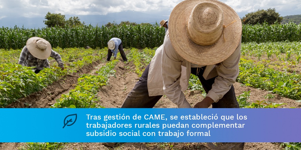 redcame's tweet photo. Tras la gestión de CAME, el @MinTrabajoAR y el @MDSNacion establecieron que los trabajadores rurales puedan complementar subsidio social con trabajo formal. Conocé más acá: https://t.co/Je4yHlv93d https://t.co/yNPo3bXkiO