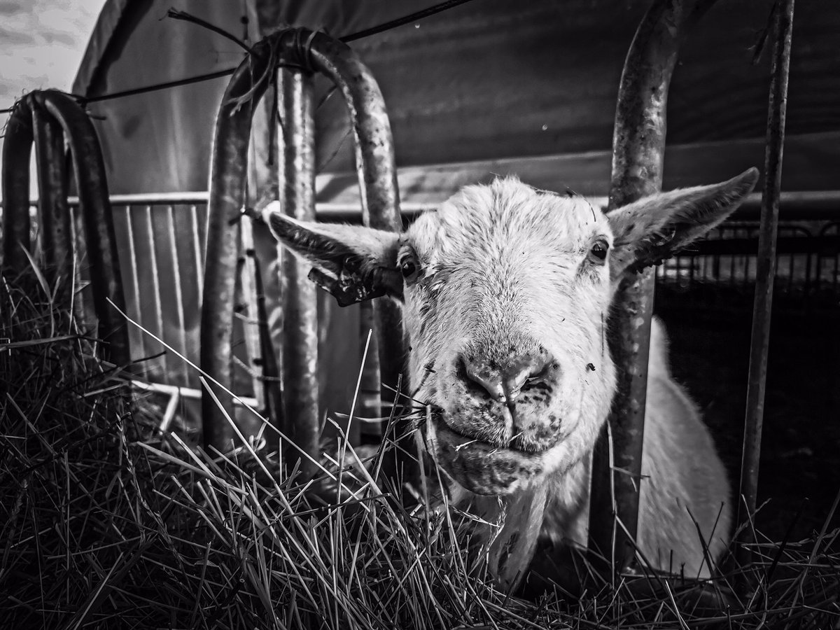 269 Libération Animale tweet media