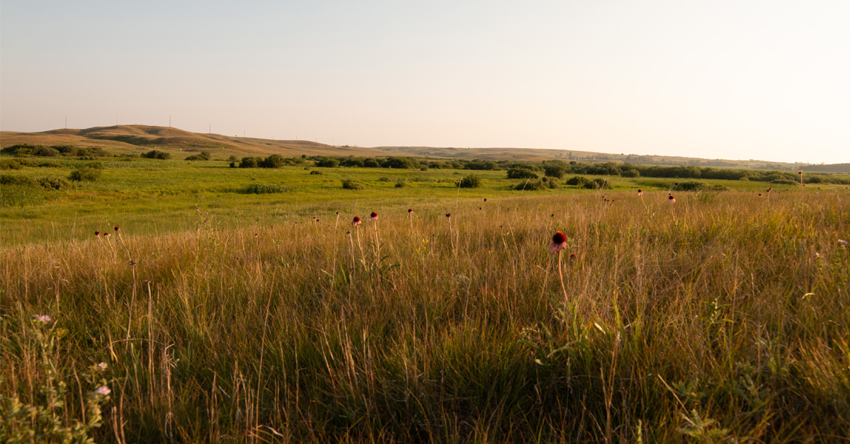 The most threatened ecosystem on our planet is in our own backyard-shrublands, sagebrush, savannahs, tallgrass prairies & shortgrass prairies composing North America’s grassland biome. Today, we’re going to share staggering info about grasslands #ActForGrasslands