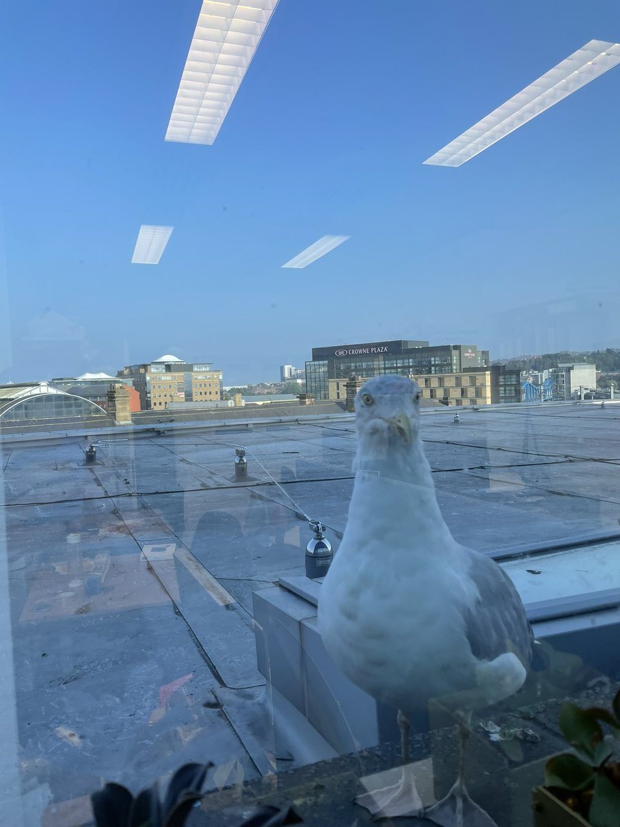 aliceaoc's tweet photo. When youโre alone in the office and you hear a knock at the window.. ๐ณ #PhDlife #AcademicTwitter #WindowVisitor https://t.co/AA7ttfJFy3