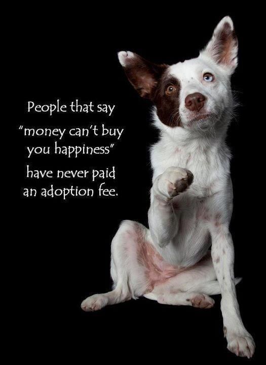 ShadowDogDesign's tweet photo. People that say "money can't buy you happiness" have never paid an adoption fee.
#Dogs #Dog #DogsAreLove #FindABestFriend #AdoptDontShop #BestFriend https://t.co/Y97jVqr8oU