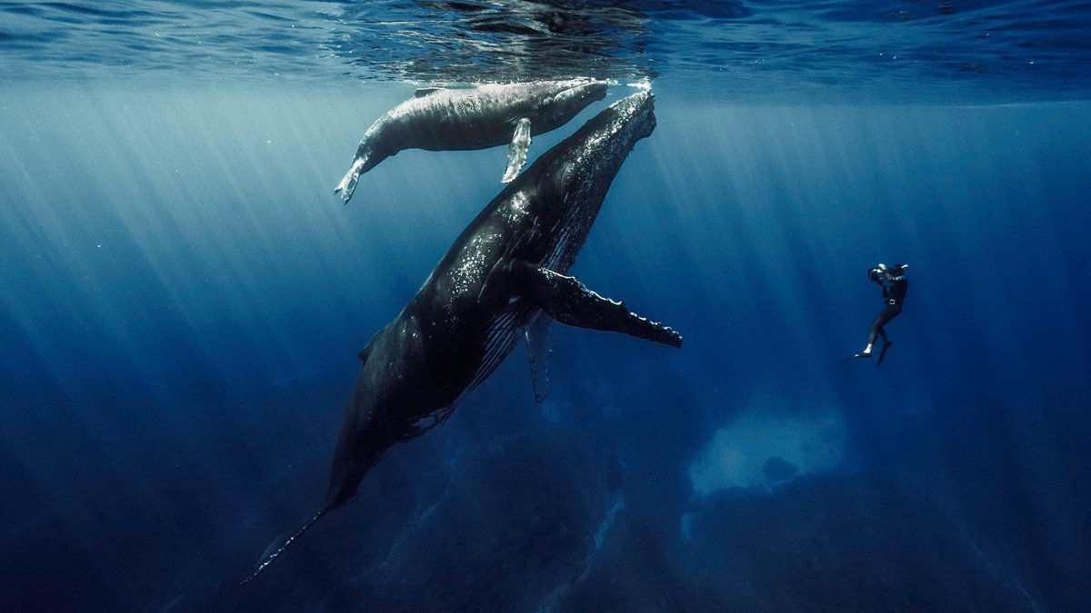 Réunion Tourisme tweet media