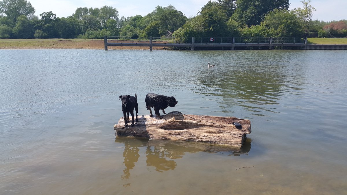 Last time I was at Port Meadow <a href="/ThamesPathNT/">Thames Path National Trail</a>, it was dogs taking to the water