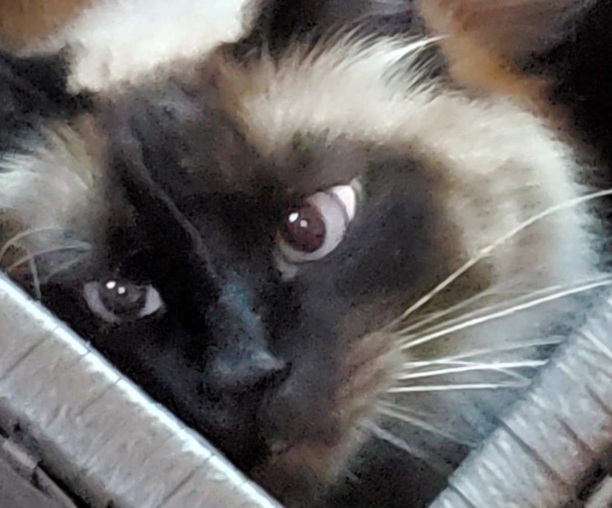 janogram's tweet image. Hello my wonderful followers and friends on #FilmTwitter and #TCMparty. I am asking for your thoughts and prayers as I face a Stage 4 diagnosis. My spirits are low and if you have a like or wish to spare, please send it my way. You and your posts are sustaining me. I love you. ❤️