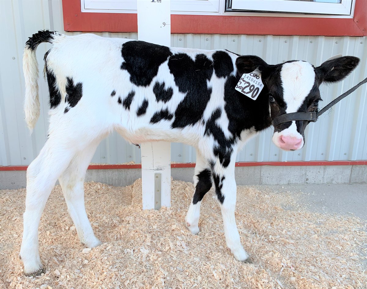 Follow a calf from birth and learn about life on the farm with our Growing Up Dairy program. To get your class involved reach out to education@milk.org ! #Education