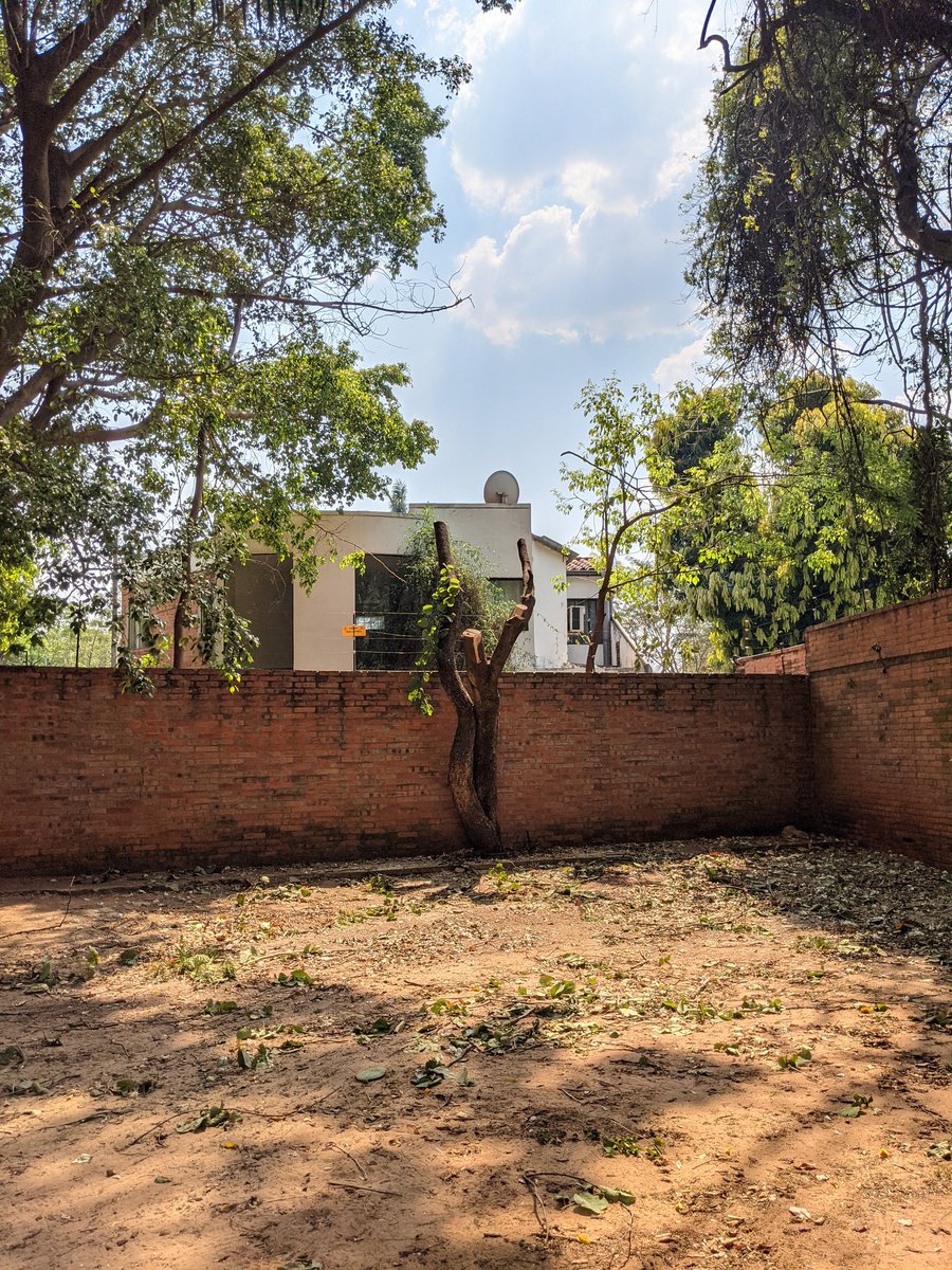 A estos vecinos no se les ocurre mejor idea que pelar los árboles de la cuadra. Sí. HOY. Con 40° de calor. Barrio Mburucuya. <a href="/mambiente_py/">Ministerio del Ambiente y Desarrollo Sostenible Py</a> <a href="/AsuncionMuni/">Municipalidad de Asunción</a>