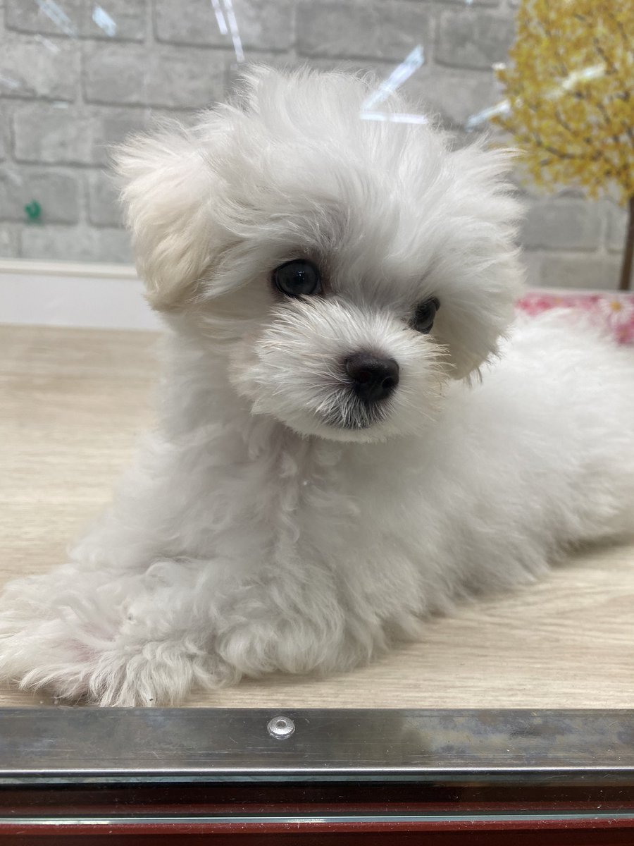 akarin_1011's tweet photo. きゃわ過ぎて家に連れて帰りたい https://t.co/6snDhU7hab