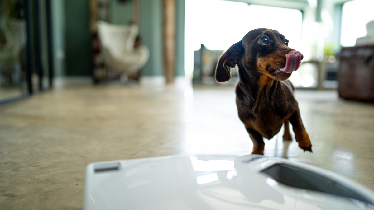 WeAreCloserPets's tweet photo. Caption this... ๐๐๐
#DidYouKnow that our Five-meal #AutomaticPetFeeder has an easy-to-use digital timer that allows you to program up to five individual mealtimes?
#PetsOfTwitter #PetLovers https://t.co/wBkLt9JzaO