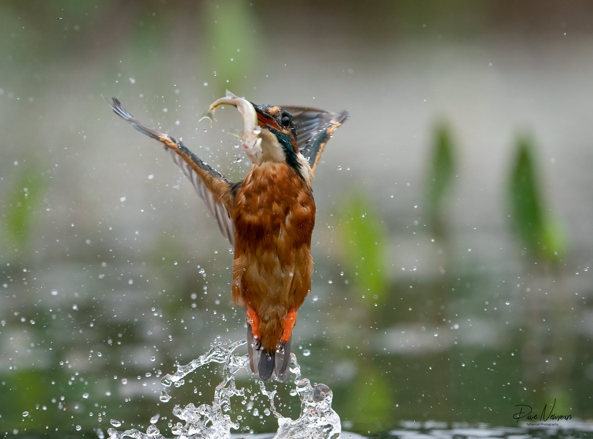 Click full - Another stunning grab from the #kingfisher as she explodes from the water #action #sonya9 #sony200600 #sonyalpha #TwitterNatureCommunity #BirdoftheYear #NaturePhotography #wildlife #lincolnshire #fishing #twitter #Stunning #naturelovers #photo #hobby #camera