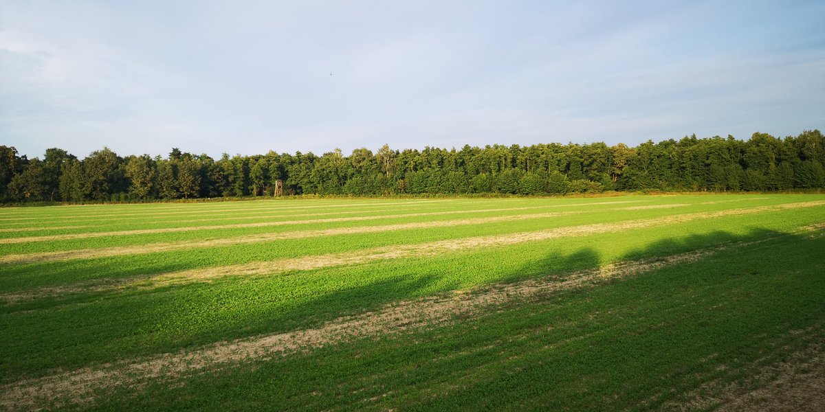 I'm listening to great Red Stag rut...

#Hunting #Hunter #Jagd #Jäger #Jakt #Jagt #Chasse #Caza #Caccia #Vadász #Lovec #Lovac #mauserm18 #Pulsar #FN155 #pulsarnightvision #ifeelsLOVEnia 🇸🇮