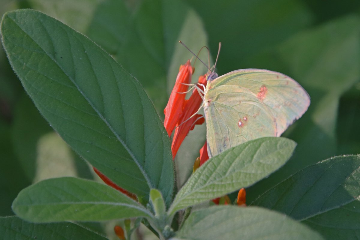 cbowers1057's tweet photo. Sharing a few pics of clouded sulphur butterflies from the Boyce Thompson Arboretum in Superior, AZ...#mypictures #cloudedsulphurbutterflies #boycethompsonarboretum #1arb #canont8i #tamron18400mm #FalconInTheDesert #arizona #handheldphotography #Sept2021 https://t.co/g23V7wvva1