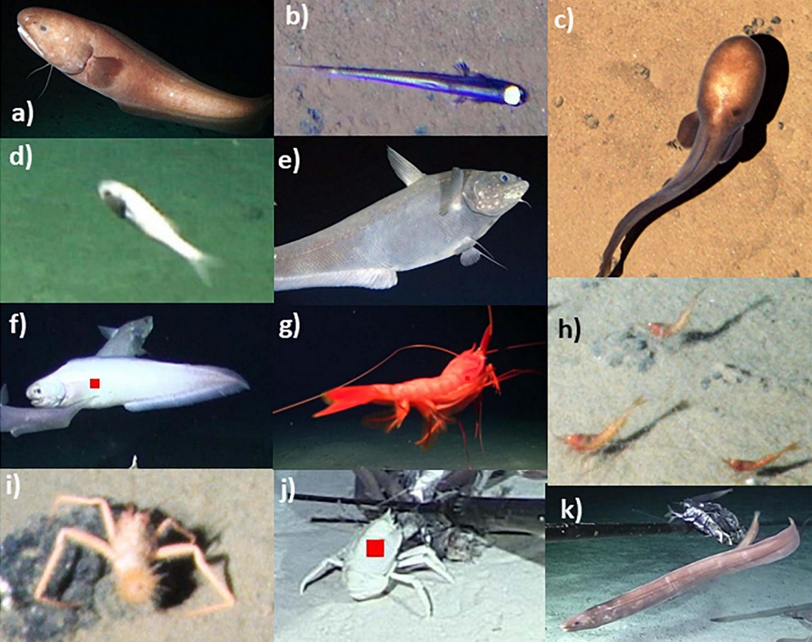 New study by @uhmanoa, @MBARI_News & @NOCnews shows how fish and scavenger communities vary across the #ccz (an area targeted for #seabedmining) and are different than those in other abyssal Pacific areas doi.org/10.3389/fmars.… @ISBAHQ w @AstridBLeitner @DanielOBJones