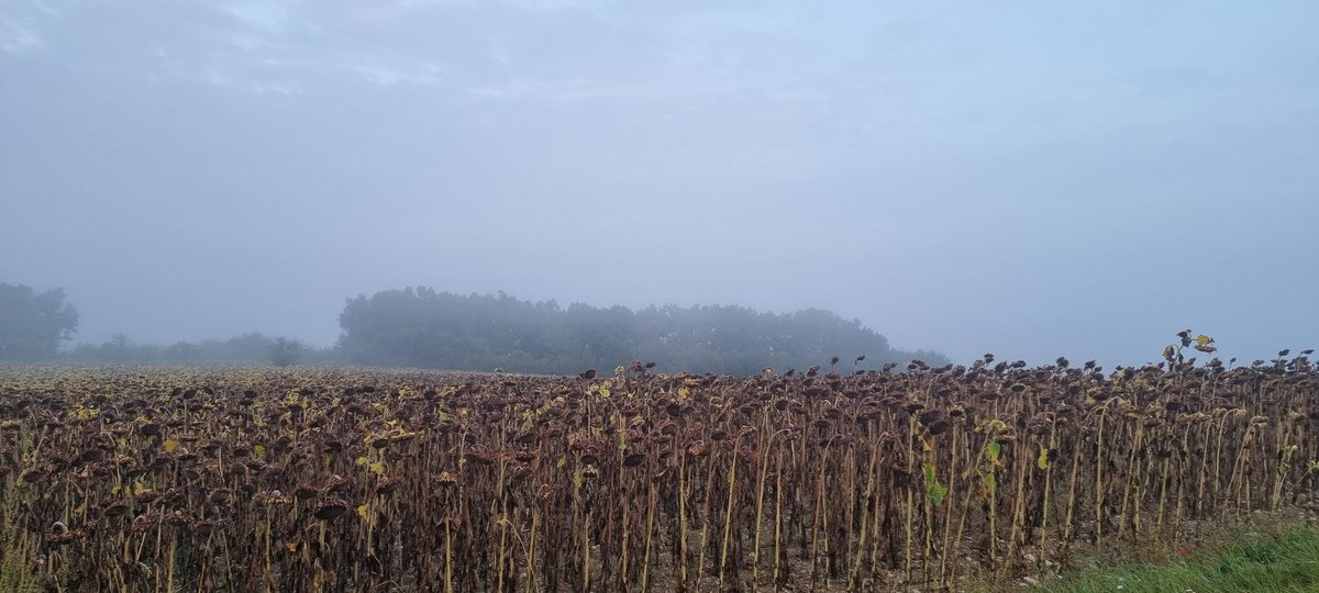 bubu1664's tweet photo. Mr tournesol va avoir une petite coupe dans quelques jours. Bon grosse différence les bonnes terres attendrons 15jours minimum
Curieux de voir à la pesé un tournesol qui a eu 480mm #agriculture #selfietournesol #FrAgTw #terresinnovia #terresoleopro #moisson21 https://t.co/uuLHqamaAV