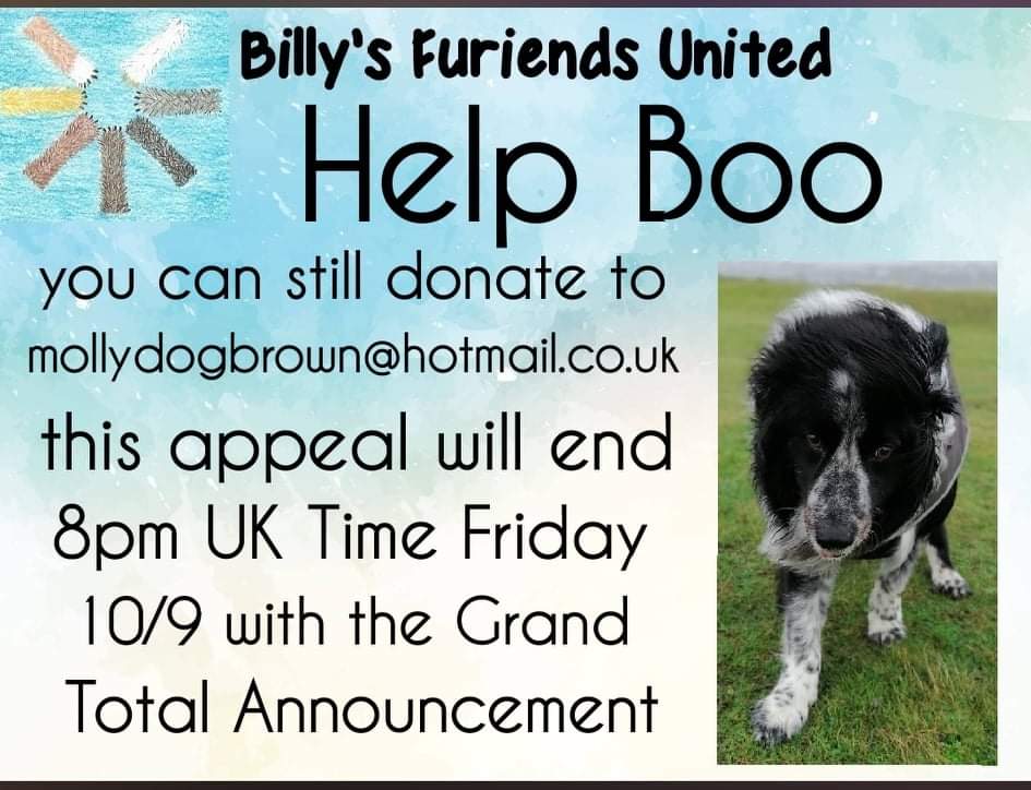 Sedgewick100's tweet image. Last call for Boo #collie #colliewobble #colliecrew