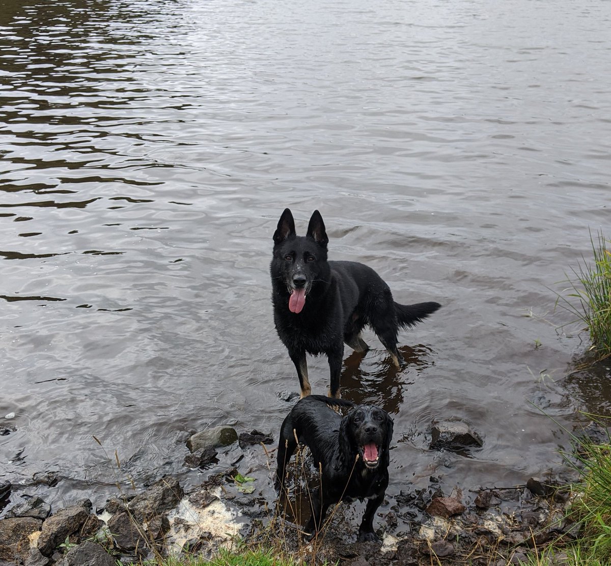 Happy #TongueOutTuesday from #PDBodie and #PDBilly 👅👅
#WaterBabies