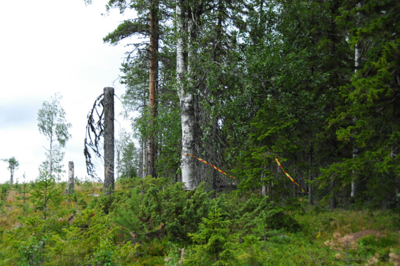 skyddaskogen's tweet photo. Sveaskog tänker avverka sista resten naturskog på Tjappsåive i Arvidsjaur; https://t.co/DfyR6ZAdBf
#skyddaskogen #hållbarhetskris #naturpolitk #skogsmissbruket #svpol #swegreen https://t.co/RYDOwYC9Rm