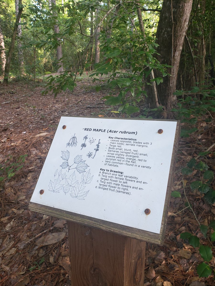 ncbirdingtrail's tweet photo. #HinsonLake in #RockinghamNC features a variety of habitats and 2.5 mi of trails. Birds include Green Heron, Canvasback, American Kestrel, Brown-headed Nuthatch, Red-headed Woodpecker, &amp; Prothonotary Warbler.
Learn more at https://t.co/wxhoXuZsBa https://t.co/d67HchSh9l