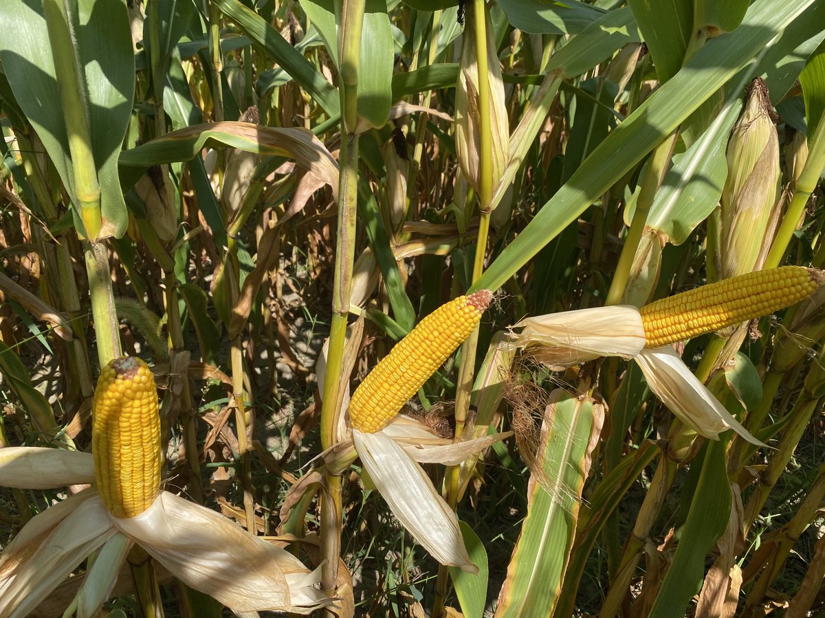 ba_genetics's tweet photo. BA Agronomy update - right hybrid on right field + the BA EdgeUp system= SUCCESS.  Do you have poorly drained ground, heavy clay soil, and need stress tolerance, look no further try our 20-09 VTP.  #bagenetics #agriculture #corn #harvest21 #highyieldcorn  #edgeupsystem https://t.co/qnEQxwVp3L