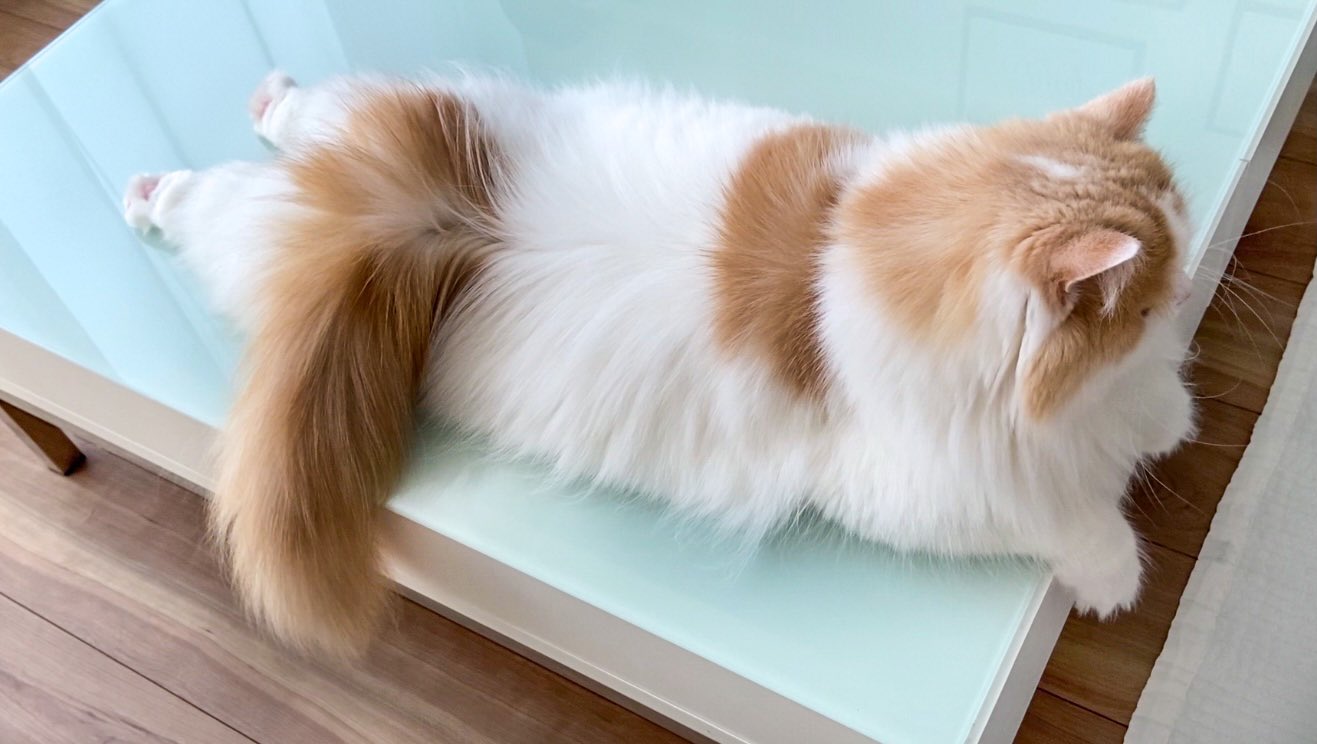 猫のレモンちゃんねる ふわふわすぎる背中 猫 T Co Qnsnahnegr Twitter