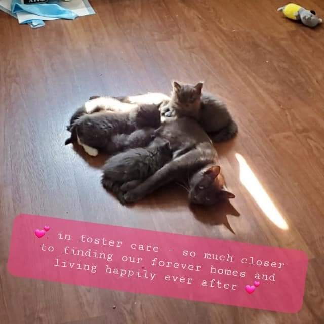 CatChanceSarnia's tweet photo. https://t.co/0k0VENiTq8