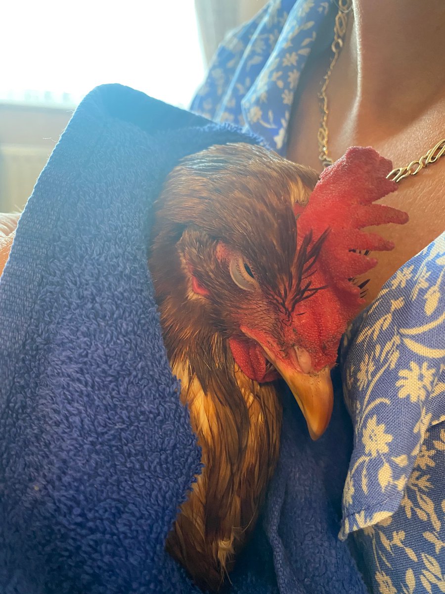 ChickensofR's tweet image. I’m pooooorly 😔 feel sorry for myself. I’m getting extra cuddles though 😅 Mama Mitchinson took me to the vets 😱 In the car! 😱 I pooped on the floor 😬 🐔 @RavensworthTer @EYFSRavensworth @4terrifictigers @ChickensofR