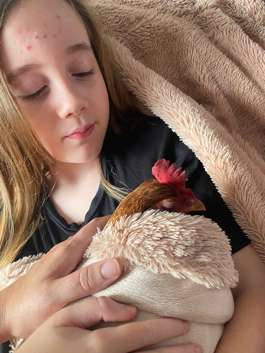ChickensofR's tweet image. I’m pooooorly 😔 feel sorry for myself. I’m getting extra cuddles though 😅 Mama Mitchinson took me to the vets 😱 In the car! 😱 I pooped on the floor 😬 🐔 @RavensworthTer @EYFSRavensworth @4terrifictigers @ChickensofR
