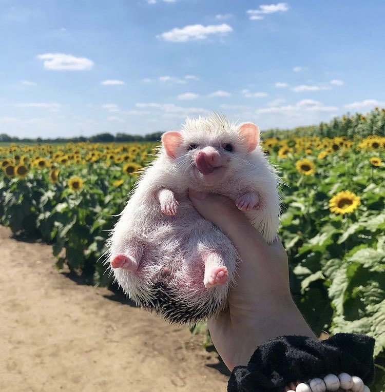 daily__hedgehog's tweet photo. Tuesday 7th September, 2021 https://t.co/JKekFo9cP4