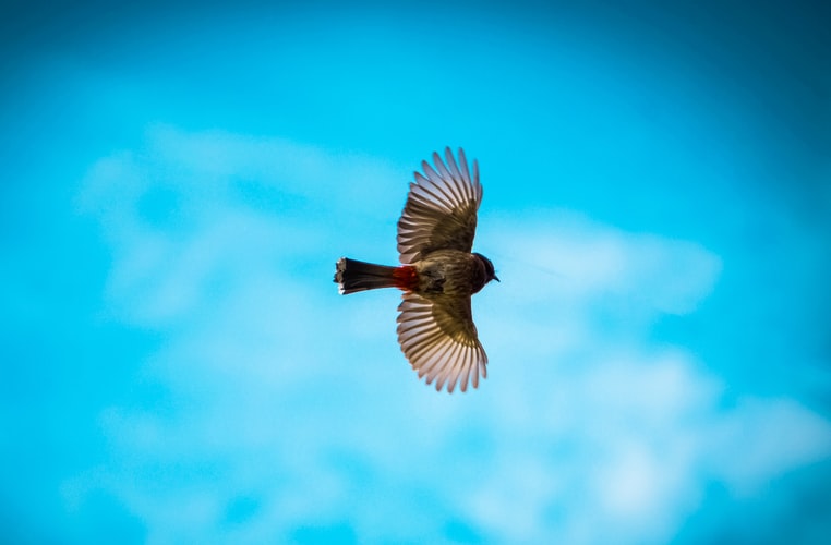 HatsuJapan's tweet photo. HATSU Japan's Mission and Vision is to provide an avenue and support for our clients to spread their wings and explore what opportunities the world has to offer. We strive to be the top-solution provider to Japanese SMEs and promote resiliency, innovation, and globalization. https://t.co/floLFfAuIe
