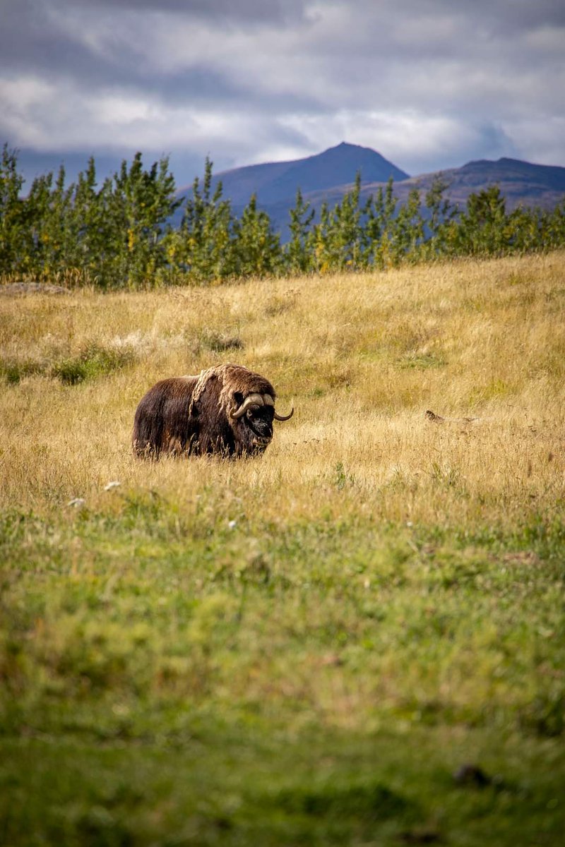 Pictured here, the epitome of the North. What we can't capture - that rut smell 👃☣️

Muskox, aptly named for their musky odor. Distributed, via urine, over the fur on their abdomen giving them their, strong &amp; rank, aroma during mating season! 
#YukonWildlife 
📸L.Caskenette