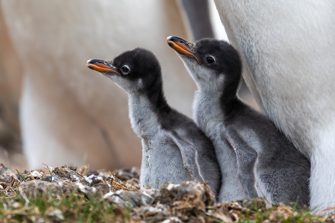 Last post of the day, why not share some Gentoo Penguin chicks, photographed at Volunteer Point in the Falkland Islands.

#falklands #falklandislands #penguin #penguinchick #cute #love