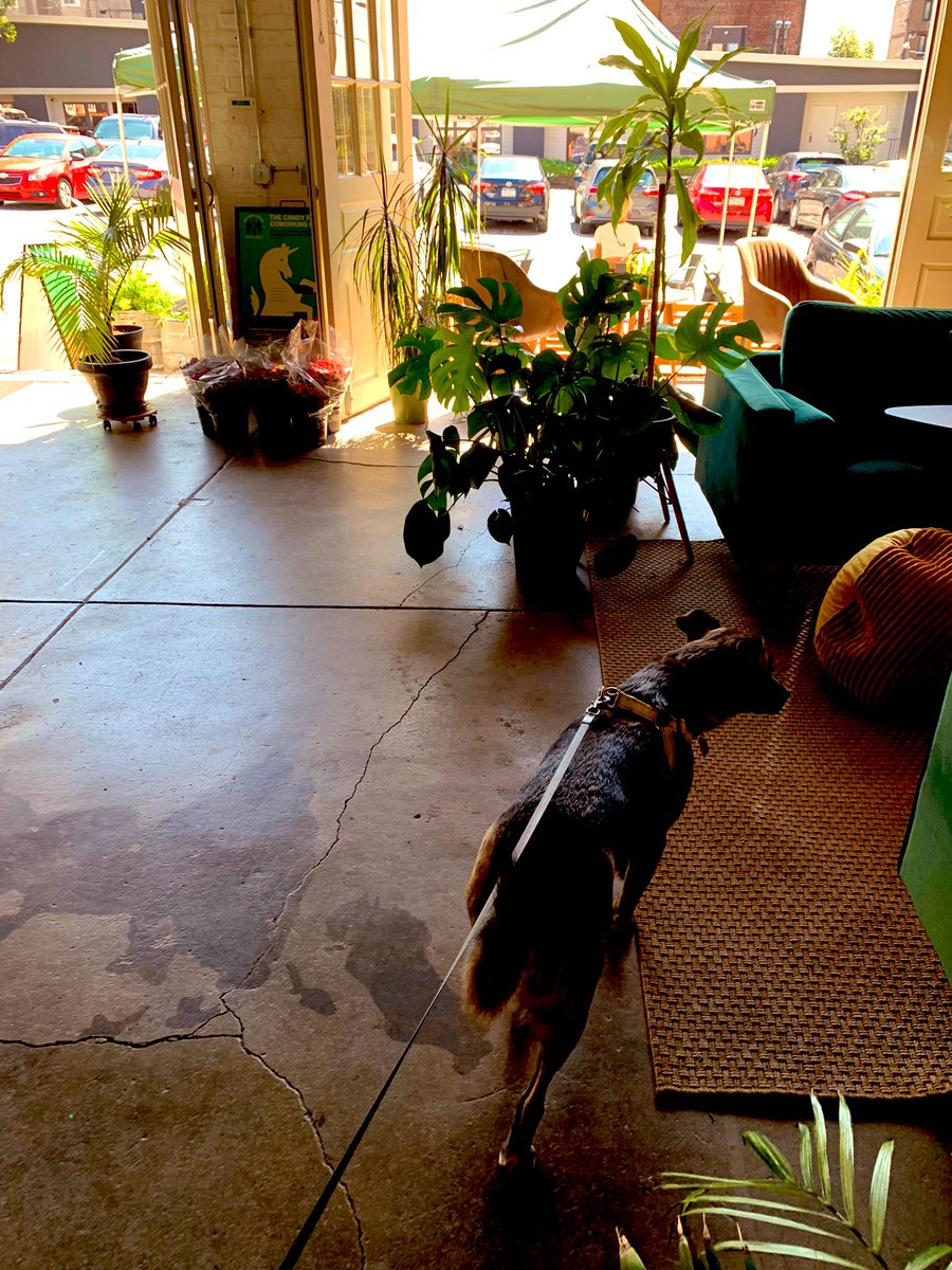 SarahBeeSocial's tweet photo. #DogNiece Leia just loved #coworking at @TheCandyFactory today. #newfriends #newsmells #dog https://t.co/IYrAvXLsKb