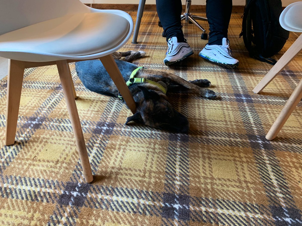 SarahBeeSocial's tweet photo. #DogNiece Leia just loved #coworking at @TheCandyFactory today. #newfriends #newsmells #dog https://t.co/IYrAvXLsKb