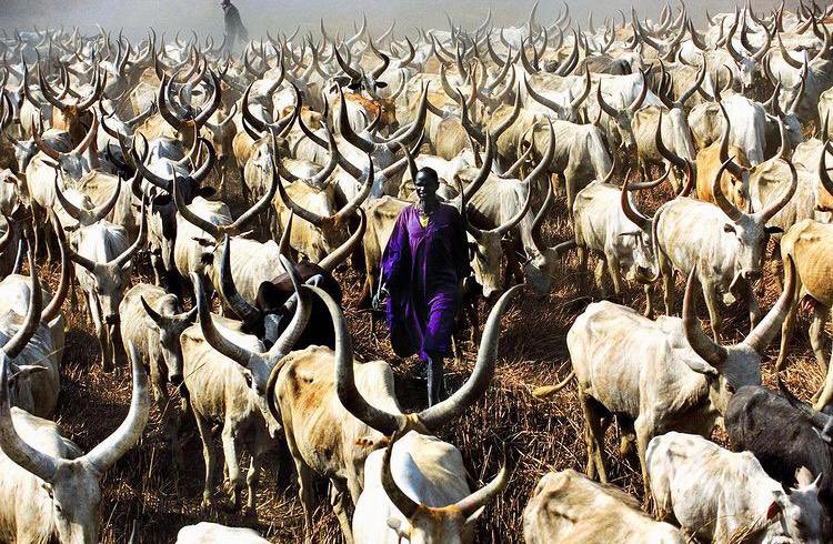 Mzilikazi wa Afrika tweet media