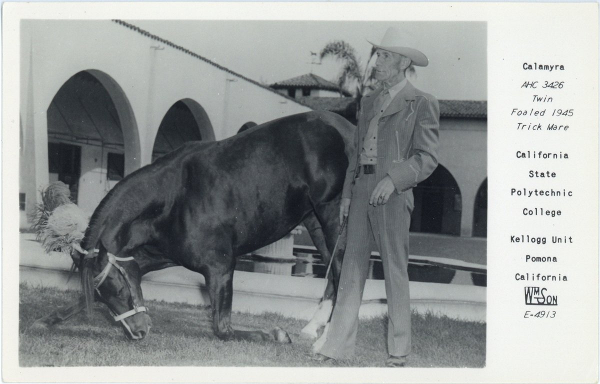 WKKAHL's tweet image. Here is a postcard of Calamyra, one of the famous twins foaled in 1945. She became a regular performer in Pomona as a trick horse. For more photos from the WKKAHL Postcard and Notecard collection: cpplibrary.github.io/postcards-comp…
#CPP #CPPLibrary #WKKAHL #CPPSpecColl