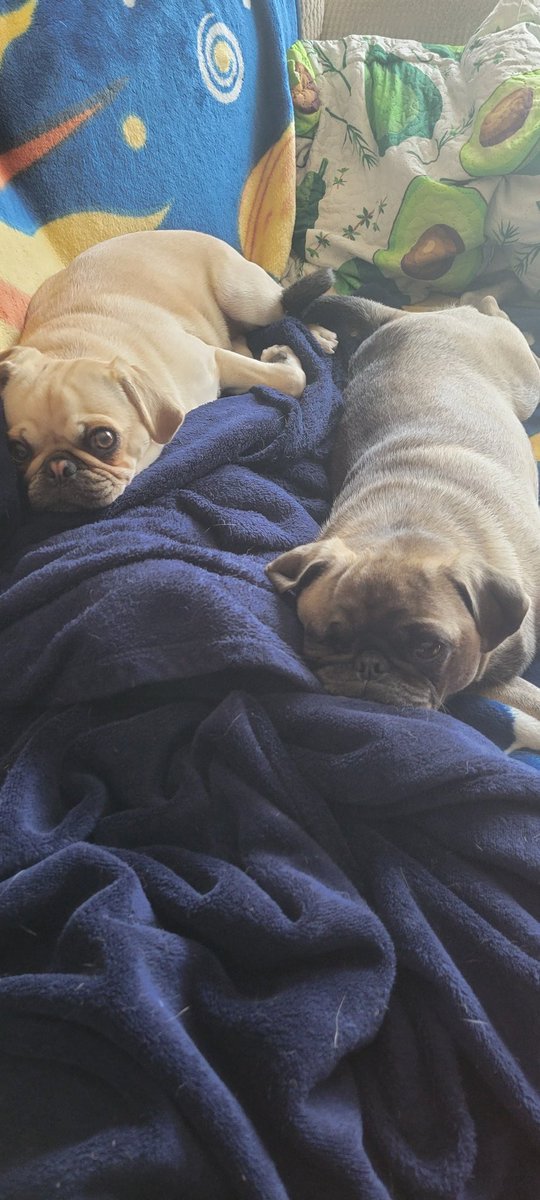 _Raven_Dolly's tweet photo. When do the kids get home? We are bored!!!
#FirstDayofSchool 
#puglife https://t.co/mFHP4lFTYV