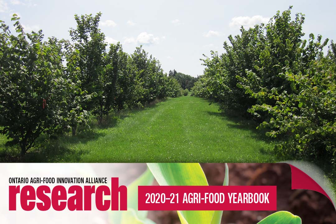 UofGResearch's tweet image. #UofG researchers worked with Ferrero Rocher’s plant in Brantford to develop a significant and profitable hazelnut acreage at the Ontario Crops Research Centre – Simcoe. Written by Karli Longthorne for the 2020-21 Agri-Food Yearbook.  

Learn more: uoguel.ph/39hql