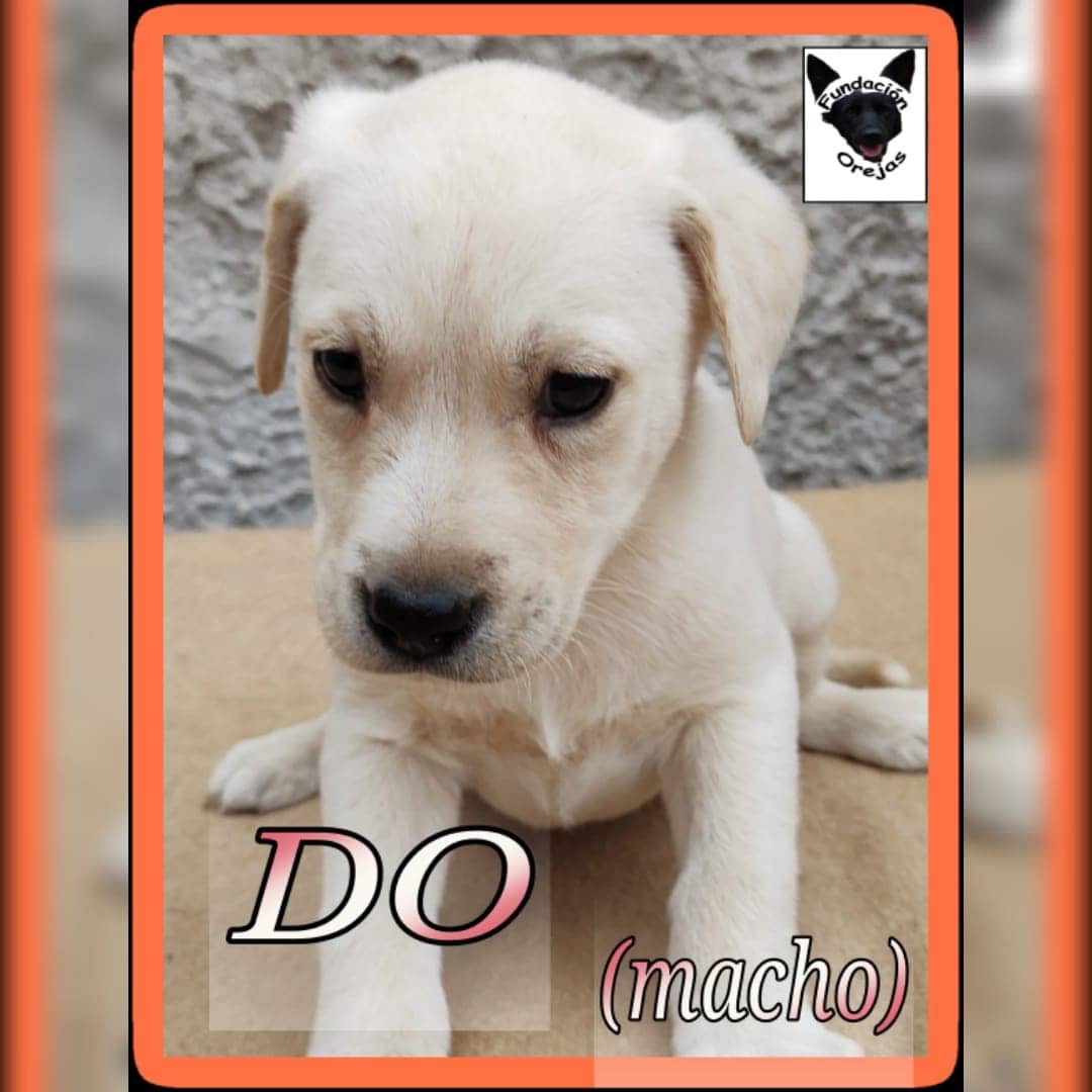 FundacionOrejas's tweet photo. Los bebés de Magda  en adopción!
Los bebés nacieron el 26/7/21.
Serán de tamaño mediano grande.
Se llevan al domicilio del adoptante con seguimiento y compromiso de castracion
Si querés adoptar mail a fundacionorejas@gmail.com
Asunto: nombre del cachorro https://t.co/lswZJbTpj3