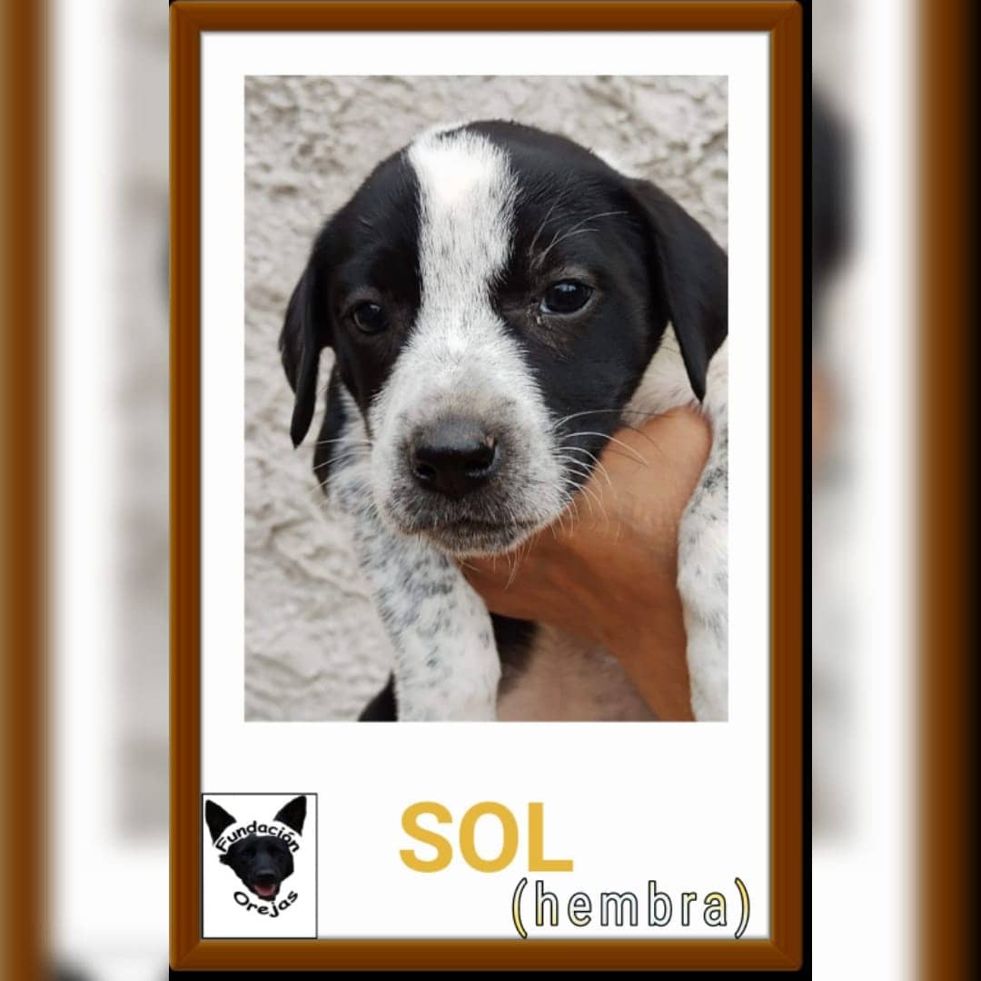 FundacionOrejas's tweet photo. Los bebés de Magda  en adopción!
Los bebés nacieron el 26/7/21.
Serán de tamaño mediano grande.
Se llevan al domicilio del adoptante con seguimiento y compromiso de castracion
Si querés adoptar mail a fundacionorejas@gmail.com
Asunto: nombre del cachorro https://t.co/4HLfW3r6jw