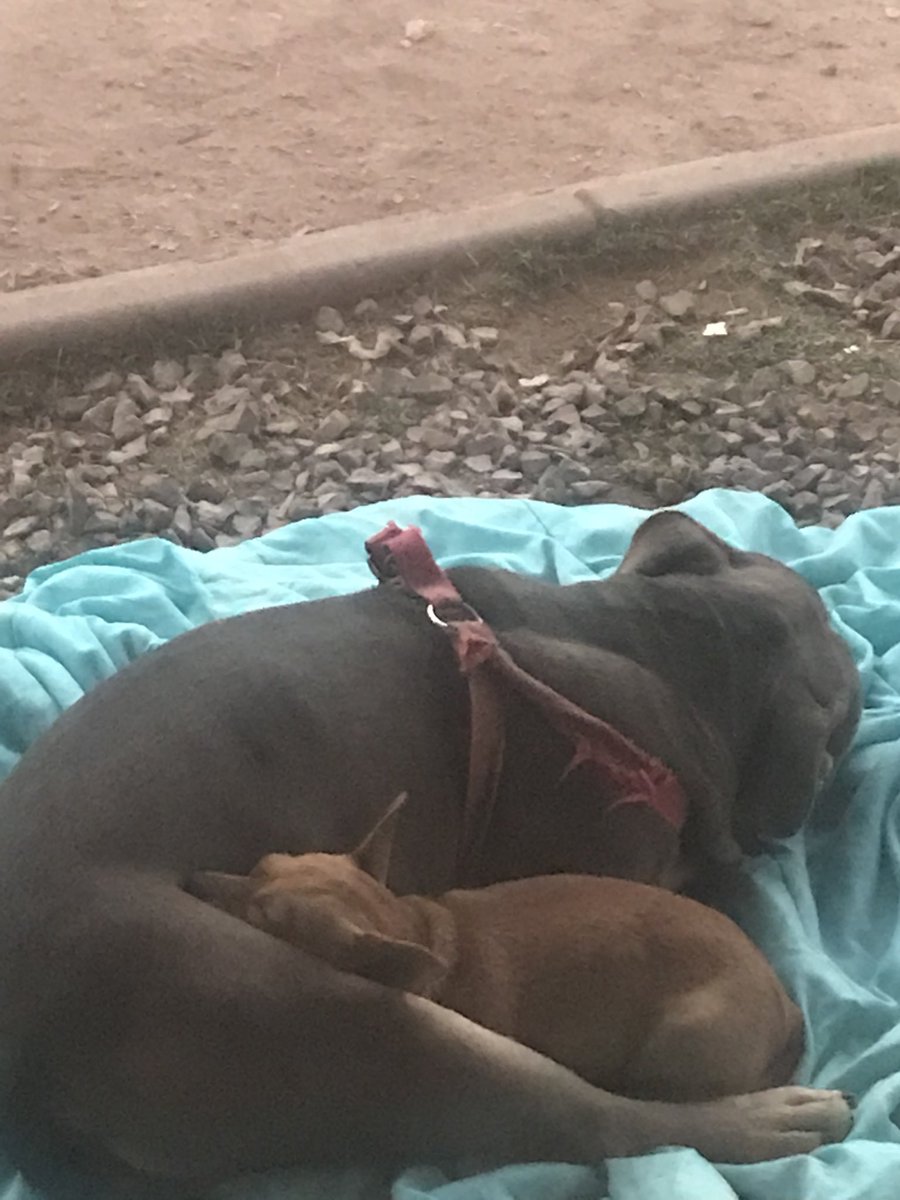 I miss my  Canelo he was younger but he got older ❤️❤️😘😘