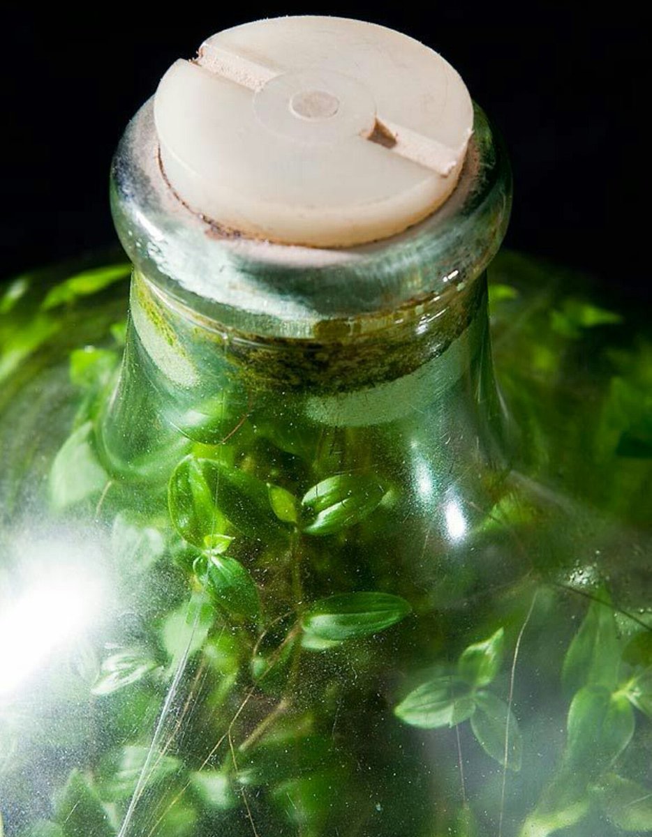 Банка стеклянная для реактивов с завинчивающейся крышкой 500 мл. Бутылка для воды с пробкой. Стеклянная пробка для вина. Сад в бутылке дэвид латимер. Герметично закупоренная бутыль.