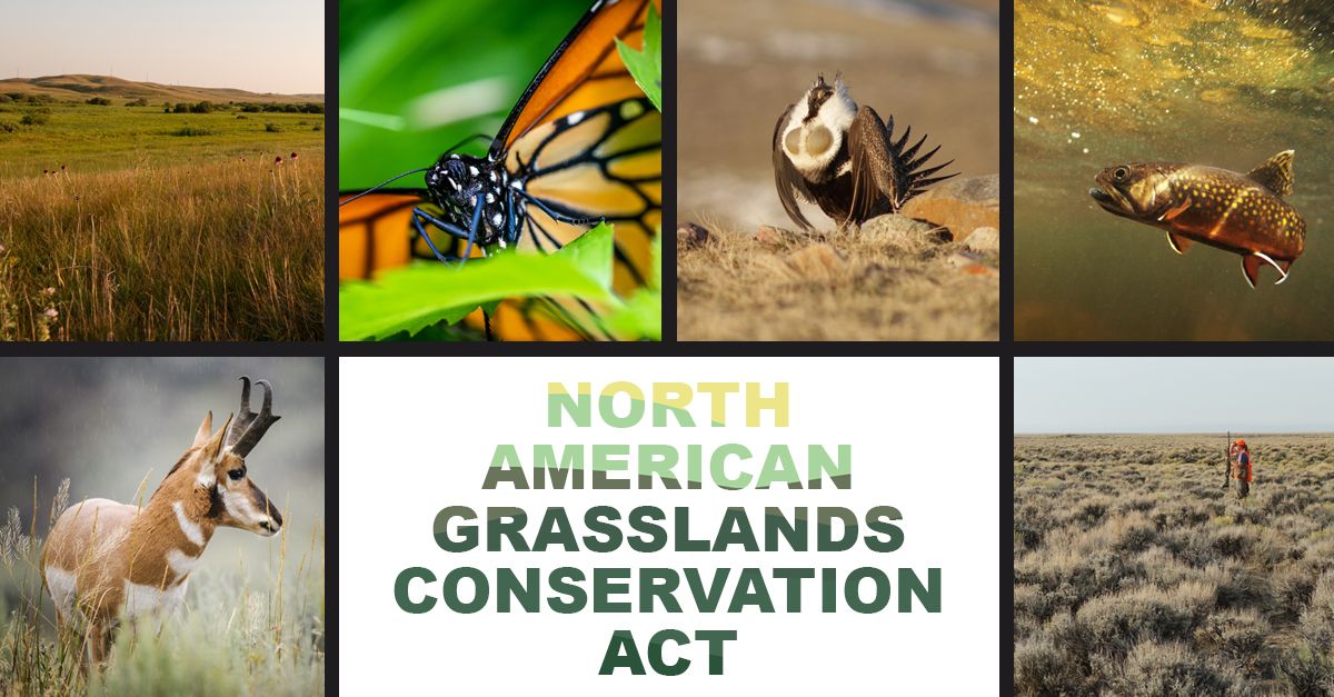 Today, the NDA and the nation’s top conservation groups are unveiling a shared vision for the creation of a North American Grasslands Conservation Act. Now we need your voice to #ActForGrasslands – show your support by contacting Congress NOW --> buff.ly/3h0cQwz (7/7)